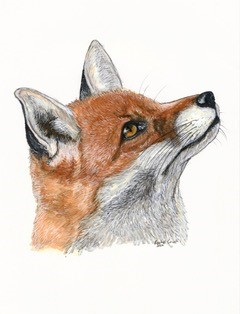 A pencil drawing of a fox, in profile looking skyward.
