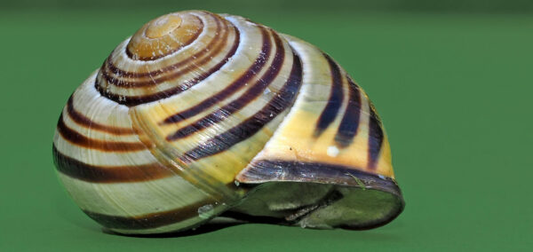 A snails shell against a green background.